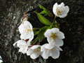 桜の小さな花
