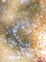 水面に映る木々と緑の桜