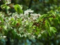 水面に映る木々と緑の桜