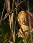 山菜取りでダッチワイフ