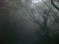 昨日見た景色「霧の中」「道の向こう」