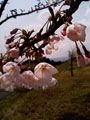 桜と送電線と春の空