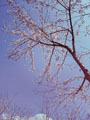 桜と送電線と春の空