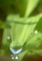 水玉