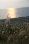 沼津千本浜