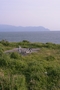 沼津