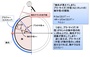 胸元チラリの地平線