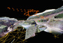 国土地理院ドローンヘリ映像から、阿蘇大橋近くの３次元地形図を生成してみる…。