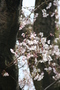 赤外線で見る桜