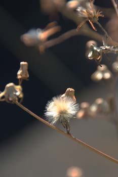 20051229054744