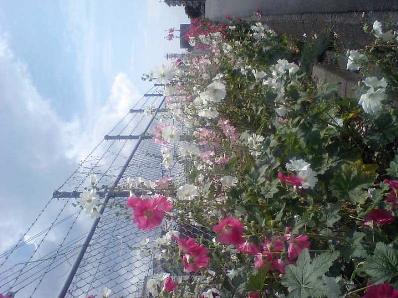 HI370054